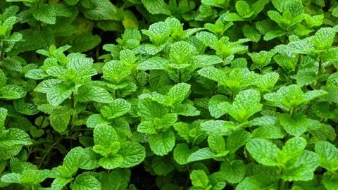 فروش بی واسطه سبزی نعناع خشک اعلا + قیمت خرید